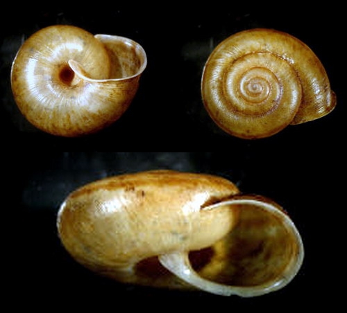 Chilostoma (Campylea) in Italia